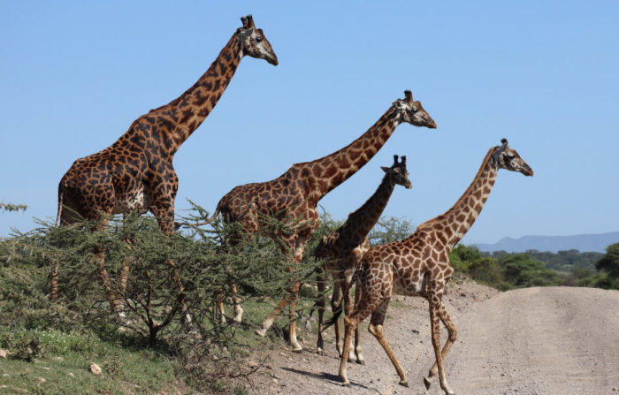 5 days Tanzania safari Tours